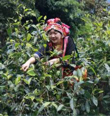 勐海布有茗茶业有限公司董事长王啊排